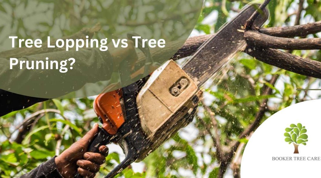 What Is The Difference Between Tree Lopping and Tree Pruning?